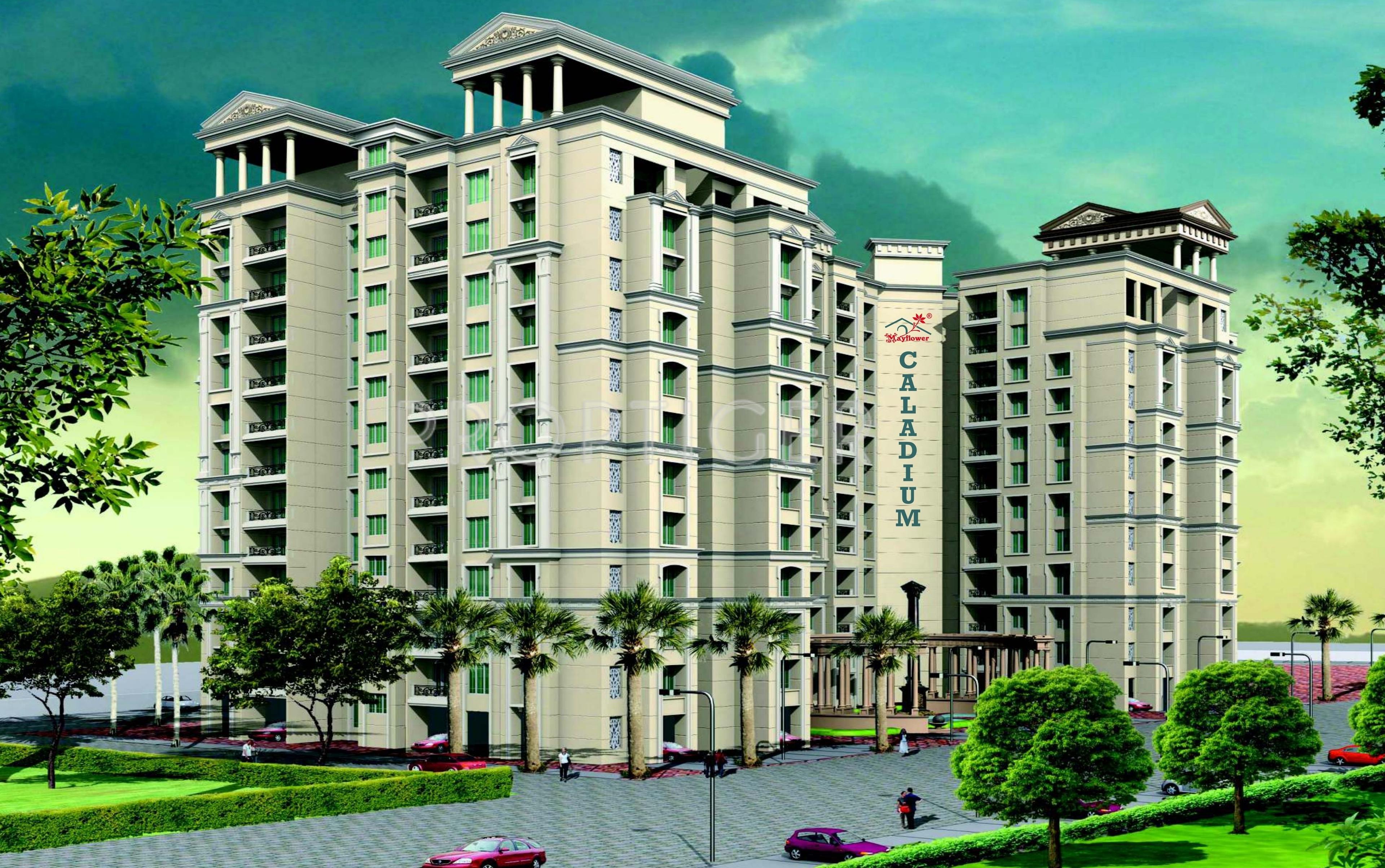 Images for Elevation of Mayflower Caladium