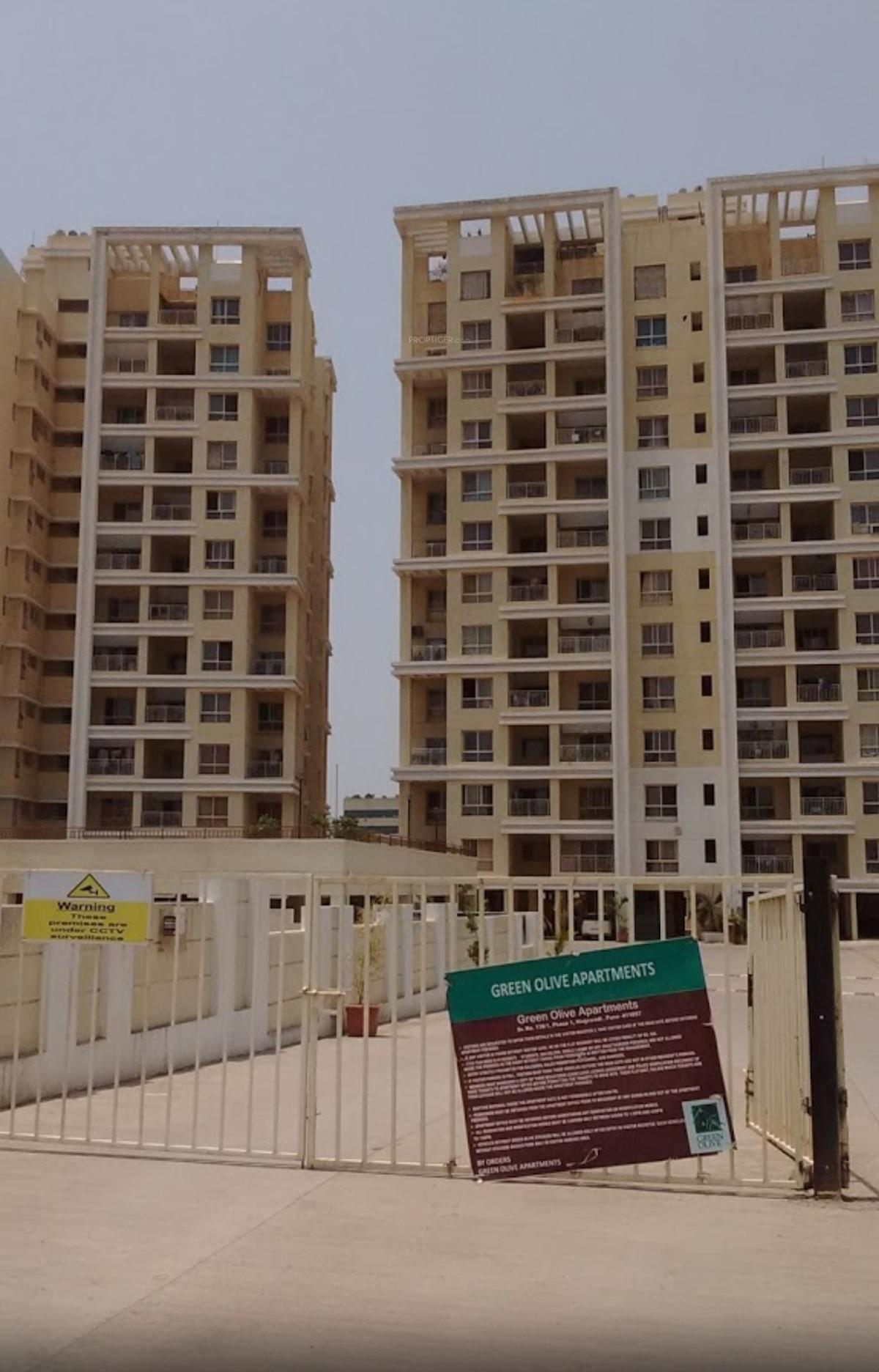 green-olive Elevation